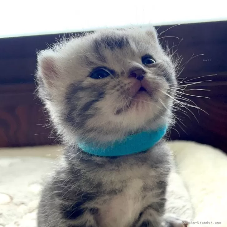 ID:2501-02602の子猫