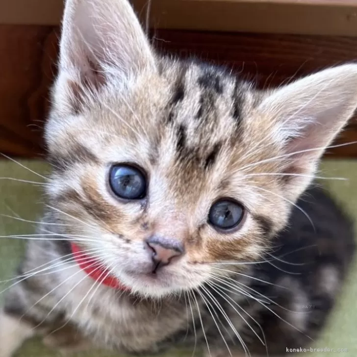 アメリカンショートヘア【岩手県・女の子・2025年8月19日・ブラウンパッチドタビー】の写真1