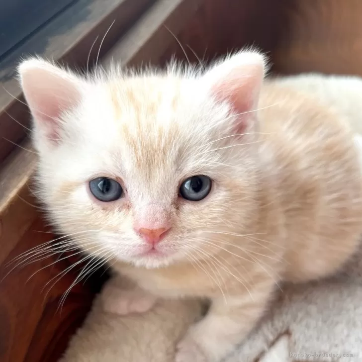 ID：2503-01241の子猫