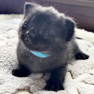 アメリカンショートヘア【岩手県・男の子・2025年3月24日・ブラック】の写真「かわいい黒猫ちゃんです♪」