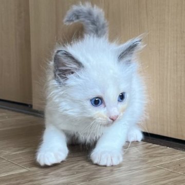 ラグドール【岩手県・男の子・2025年6月5日・ブルーポイントバイカラー】の写真「つぶらなひとみが魅力的♪」