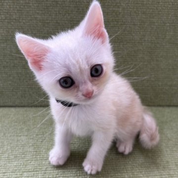アメリカンショートヘア【岩手県・男の子・2025年9月9日・クリームタビー】の写真「ふわふわの天使♪」