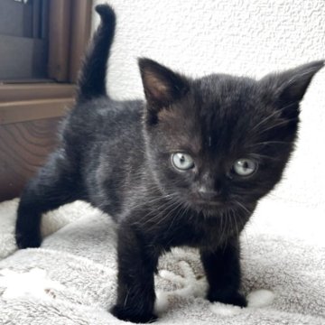 アメリカンショートヘア【岩手県・男の子・2025年3月24日・ブラック】の写真「かわいい黒猫ちゃんです♪」