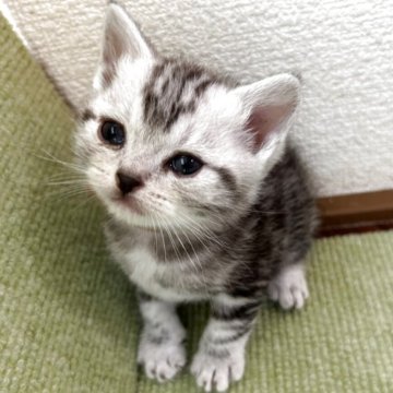 アメリカンショートヘア【岩手県・女の子・2025年9月9日・シルバータビー】の写真「顔がとっても可愛いです♪これからの成長が楽しみ♪」