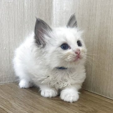 ラグドール【岩手県・男の子・2025年6月5日・ブルーポイントバイカラー】の写真「つぶらなひとみが魅力的♪」