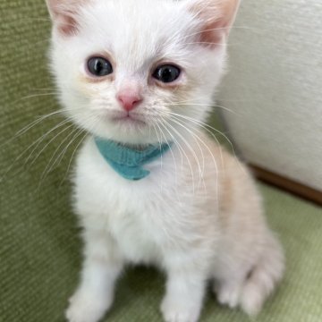 アメリカンショートヘア【岩手県・男の子・2025年9月9日・クリームタビー】の写真「ふわふわの天使♪」