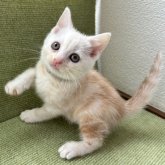 アメリカンショートヘア