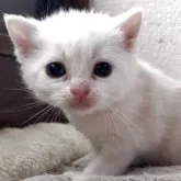 アメリカンショートヘア
