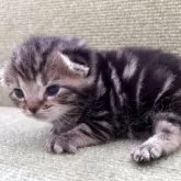 アメリカンショートヘア