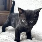 アメリカンショートヘア【岩手県・男の子・2025年3月24日・ブラック】の写真1「体重480g アメショーに珍しい黒猫ちゃんです♪」