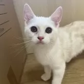 アメリカンショートヘア