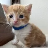アメリカンショートヘア
