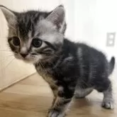 アメリカンショートヘア【岩手県・男の子・2025年6月19日・シルバータビー】の写真2