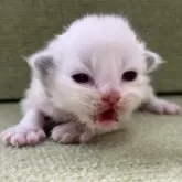 ラグドール【岩手県・女の子・2025年12月20日・ブルーポイントバイカラー】の写真4