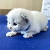 ラグドール【岩手県・男の子・2026年2月4日・ブルーポイントバイカラー】の写真6