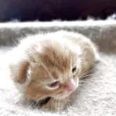 アメリカンショートヘア【岩手県・男の子・2025年8月17日・レッドタビー】の写真10