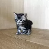 アメリカンショートヘア【岩手県・男の子・2025年6月19日・シルバータビー】の写真4