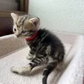 アメリカンショートヘア【岩手県・女の子・2025年8月19日・ブラウンパッチドタビー】の写真7