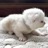 アメリカンショートヘア【岩手県・男の子・2025年9月9日・クリームタビー】の写真10