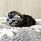 アメリカンショートヘア【岩手県・女の子・2025年7月29日・シルバーパッチドタビー】の写真4