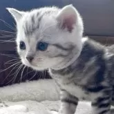 アメリカンショートヘア【岩手県・男の子・2025年4月29日・シルバータビー】の写真5