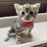 アメリカンショートヘア【岩手県・女の子・2025年8月19日・ブラウンパッチドタビー】の写真4