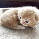 アメリカンショートヘア【岩手県・男の子・2025年8月17日・レッドタビー】の写真12