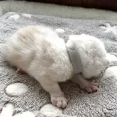 アメリカンショートヘア【岩手県・男の子・2025年9月9日・クリームタビー】の写真11