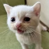 アメリカンショートヘア【岩手県・男の子・2025年9月9日・クリームタビー】の写真6