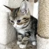 アメリカンショートヘア【岩手県・女の子・2025年3月30日・ブラウンタビーアンドホワイト】の写真6