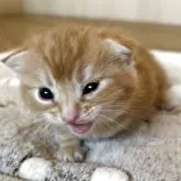 アメリカンショートヘア【岩手県・男の子・2025年8月17日・レッドタビー】の写真8