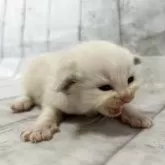 ラグドール【岩手県・女の子・2025年12月20日・ブルーポイントバイカラー】の写真3