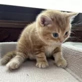 アメリカンショートヘア【岩手県・男の子・2025年8月17日・レッドタビー】の写真5