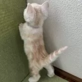 アメリカンショートヘア【岩手県・男の子・2025年9月9日・クリームタビー】の写真5