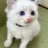 ラグドール【岩手県・男の子・2025年8月16日・ブルーポイントバイカラー】の写真2