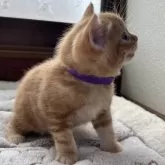 アメリカンショートヘア【岩手県・男の子・2025年8月17日・レッドタビー】の写真6