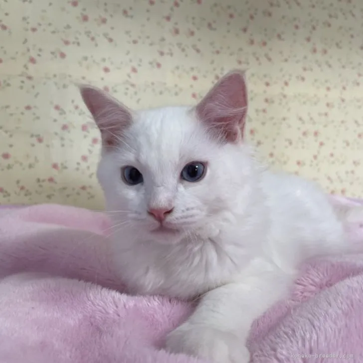 ID：2307-03555の子猫