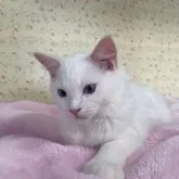 ラグドール【群馬県・男の子・2023年5月13日・クリームポイントバイカラー】の写真5「8/26撮影」