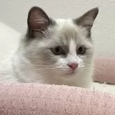 ラグドール【群馬県・女の子・2025年6月24日・ブルーポイントバイカラー】の写真10