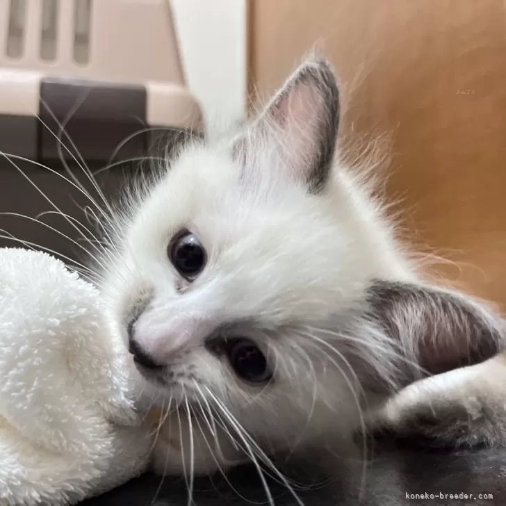ID：2412-01363の子猫