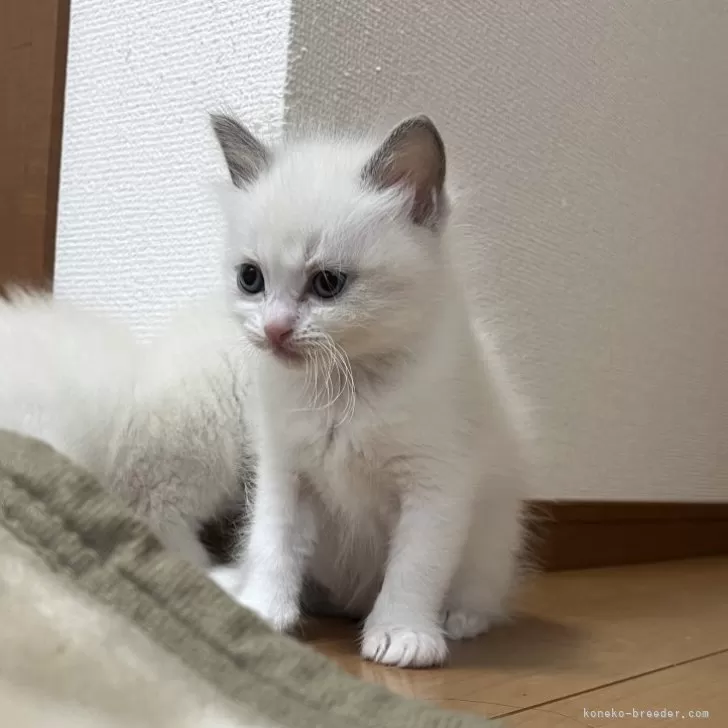 ID：2412-01347の子猫