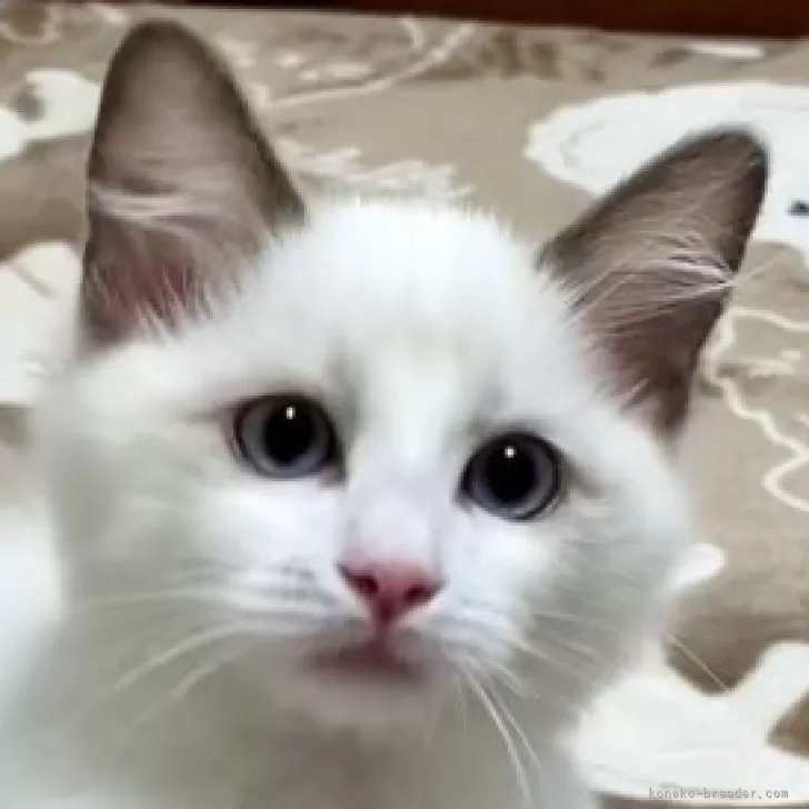 ID：2509-00086の子猫