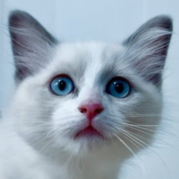 ラグドール【群馬県・女の子・2025年6月24日・ブルーポイントバイカラー】の写真「短めマズルが可愛い美猫 💕両親の遺伝子検査３項目」