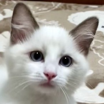 ラグドール【群馬県・女の子・2025年6月24日・ブルーポイントバイカラー】の写真「Chu!可愛くてごめん 💕両親遺伝子検査4項目◎」