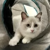 ラグドール【群馬県・女の子・2025年6月24日・ブルーポイントバイカラー】の写真3