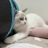 ラグドール【群馬県・女の子・2025年6月24日・ブルーポイントバイカラー】の写真5