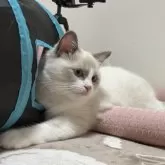 ラグドール【群馬県・女の子・2025年6月24日・ブルーポイントバイカラー】の写真6