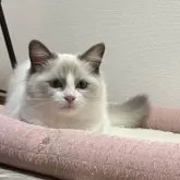 ラグドール【群馬県・女の子・2025年6月24日・ブルーポイントバイカラー】の写真8