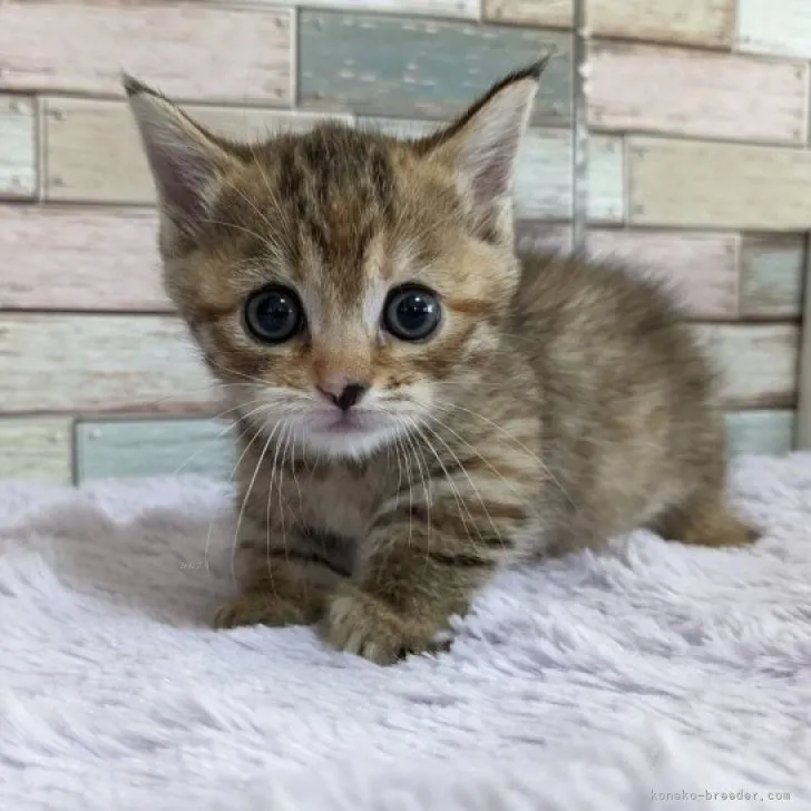ID：2309-01703の子猫