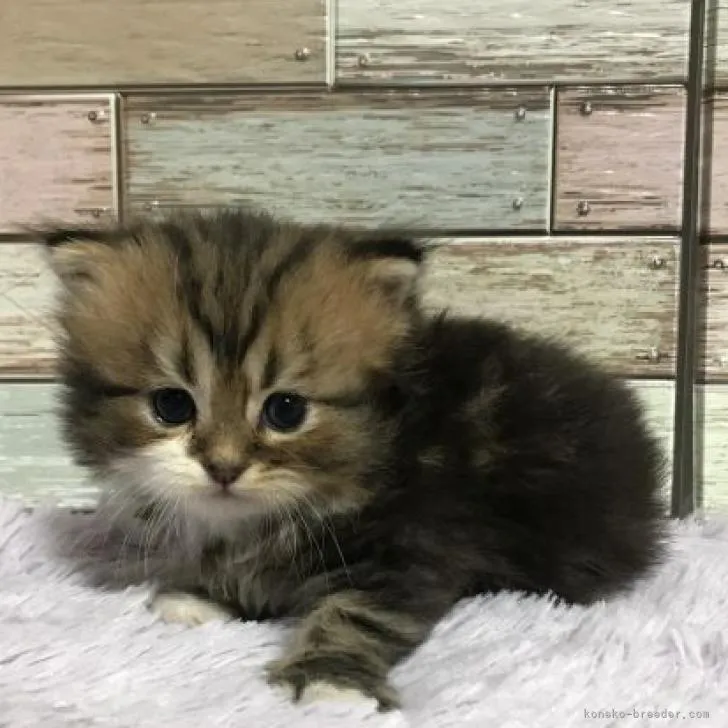 ID：2211-01766の子猫